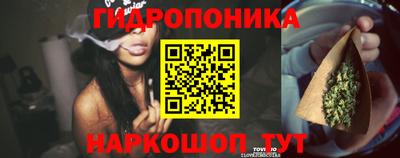 стафф Кингисепп